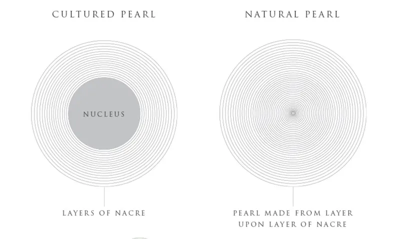 How Many Pearls Can an Oyster Produce?The Reality Behind Pearl Harvesting 2 How Many Pearls Can an Oyster Produce?