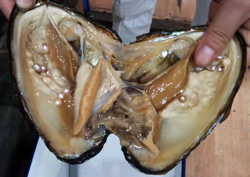 من أين تأتي لآلئ المياه العذبة؟ 6 حقائق مثيرة يجب أن تعرفها من أين تأتي لآلئ المياه العذبة؟ اكشف عن السر