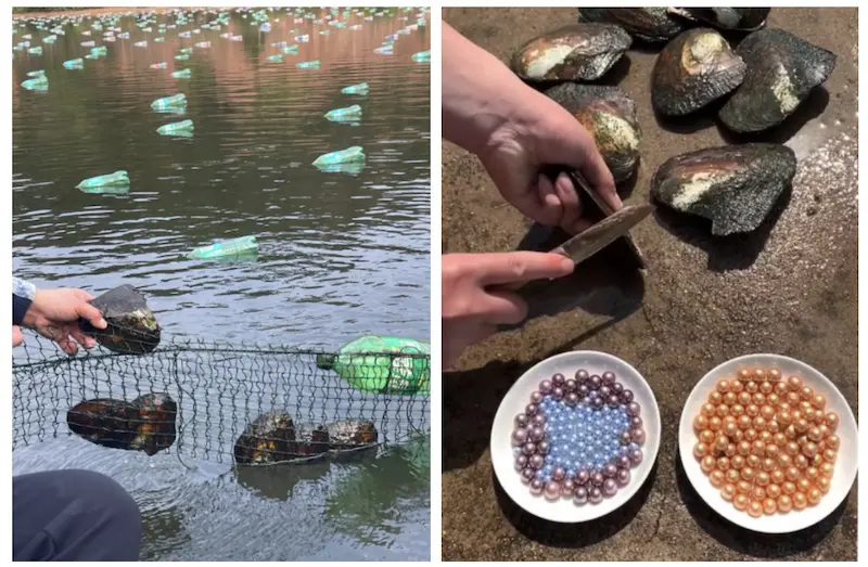 The History of Pearl Diving: From Dangerous Depths to Sustainable Pearl Farming 3 Freshly harvested high-quality cultured freshwater pearls at Zhihang Jewelry factory.