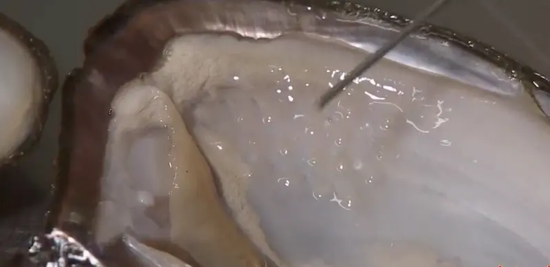 How Are Pearls Made: 7 Fascinating Facts to Explore 3 Fascinating Facts About How Are Pearls Made