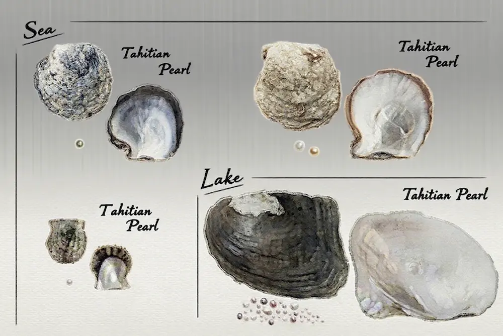 How Long Does It Take for a Pearl to Form: The Amazing 8 Secrets 6 How Long Does It Take for a Pearl to Form: The Amazing 7 Secrets
