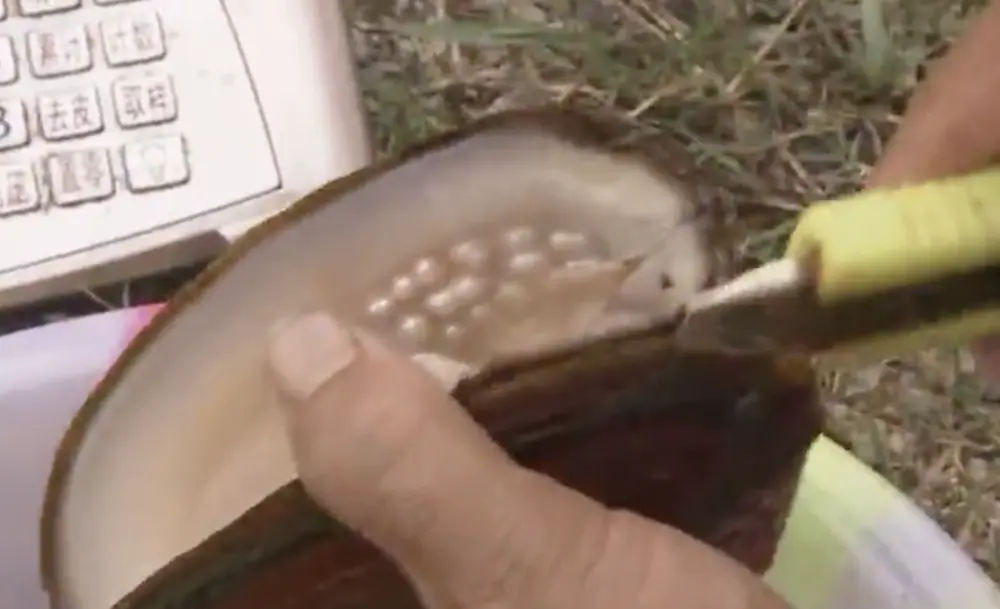 What is Pearl Oyster: The Ultimate Guide to 4 Amazing Types