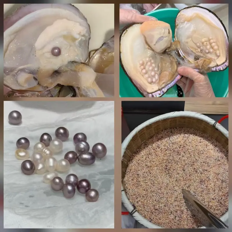 The biological efficiency of freshwater pearl culturing: multiple pearls inside a single mussel.