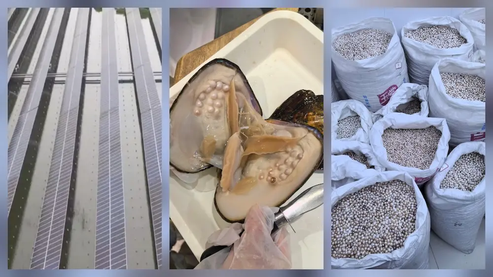 The History and Cultural Significance of Freshwater Pearls: A Branding Asset for Modern Jewelers 2 Our 1,000,000 sqm farm, leading the sustainable evolution of freshwater pearl history.