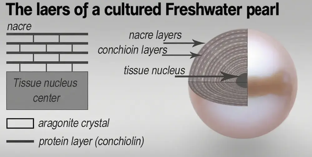 Guide to Freshwater Pearls (2026): Everything about sourcing, grading, and selling them right 3 How freshwater pearls are cultured in China